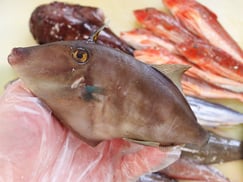 ウマヅラハギ　大船渡　未利用魚