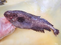 イレズミコンニャクアジ　高級寿司　出前