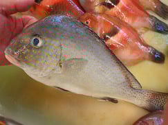 コロダイの寿司　出前　デリバリー