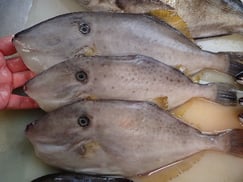 ウスバハギの寿司　デリバリー