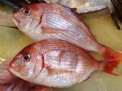 チダイ　大船渡　未利用魚