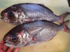 SDGs　目鯛の寿司　出前　デリバリー