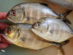 ギンガメアジの寿司　美味しいお寿司　出前