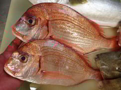 SDGs　未利用魚　チダイ