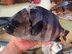 イシダイの寿司　デリバリー