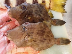 カワハギ　五島列島の魚　未利用魚