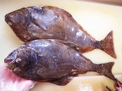 オヒョウ　羅臼　未利用魚