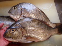 SDGs　ヘダイの寿司　出前　デリバリー