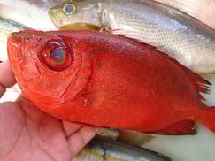 アカネキントキの寿司　デリバリー