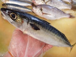 マサバ　大船渡　未利用魚