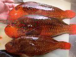 ブダイ　美味しいお寿司　出前