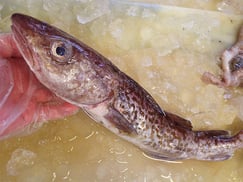 スケトウダラ　大船渡　未利用魚