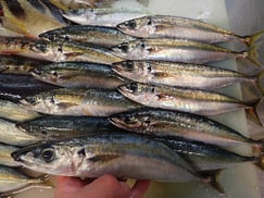 ムロアジの寿司　デリバリー