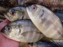 ギンガメアジの寿司　デリバリー