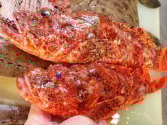 オニカサゴ　五島列島の魚　未利用魚