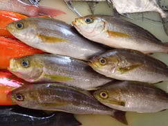 イサキの寿司　デリバリー　出前