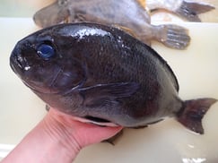 SDGs　メジナ　未利用魚