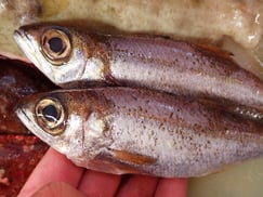 クロムツの寿司　デリバリー