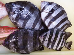 石鯛　大船渡　未利用魚