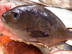 メジナの寿司　デリバリー