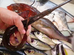 クロヤガラの寿司　デリバリー