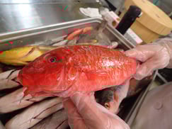 ホウライヒメジ　美味しいお寿司　出前