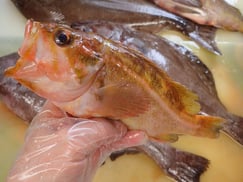 ヤナギノマイ　北海道　未利用魚