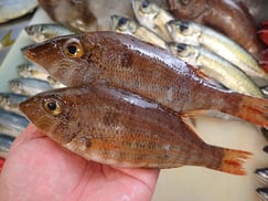 ホソフエフキの寿司　美味しいお寿司　出前