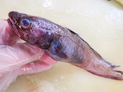 エゾイソアイナメ　大船渡　未利用魚