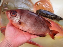 ホウセキキントキの寿司　出前　デリバリー