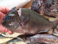 メジナの寿司　デリバリー