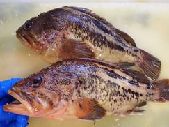 シマゾイ-高級魚-寿司