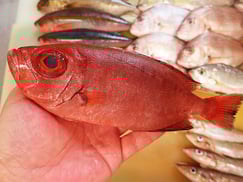 ホウセキキントキの寿司　デリバリー　出前