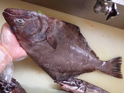 アブラガレイ　大きくて美味しそうです！