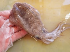 コウイカ　未利用魚　寿司