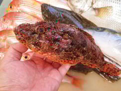 オニカサゴの寿司　デリバリー