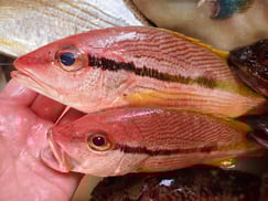 ヨコスジフエダイの寿司　出前　デリバリー