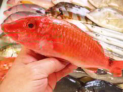 未利用魚　五島列島　ホウライヒメジ