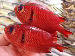 ヨゴレアカマツカサの寿司　デリバリー