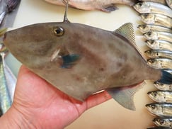 ウマヅラハギの寿司　美味しいお寿司　出前