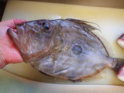 日本橋馬喰町　寿司　出前　マトウダイ　出前