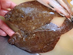 メイタガレイの寿司　デリバリー