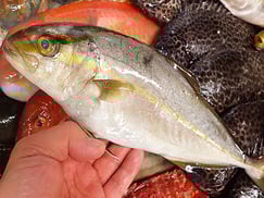 カンパチの寿司　デリバリー