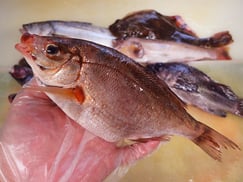 ウミタナゴ　大船渡　未利用魚