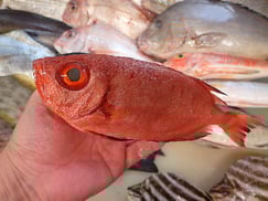 アカネキントキの寿司　デリバリー