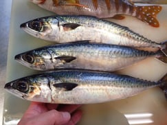 マサバとゴマサバの寿司　デリバリー