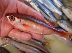 ハチビキの寿司　デリバリー