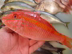 ウミヒゴイの寿司　デリバリー