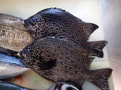 イシガキダイの寿司　デリバリー