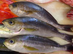 イサキの寿司　デリバリー　出前